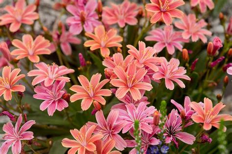 10 alpines to grow | Rock garden plants, Alpine plants, Alpine flowers