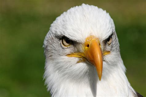 Bald Eagle Front View by DRodriguezPhotos on DeviantArt