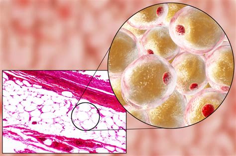 1a3 Cell Structures – HumanBio