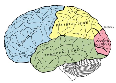 Cerebrum Diagram - Human Body Pictures & Photos - Science for Kids