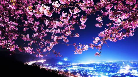 Japan Cherry Blossom Wallpapers - Top Free Japan Cherry Blossom Backgrounds - WallpaperAccess