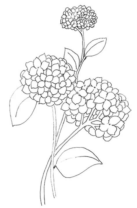 Hydrangea Coloring Pages - Best Coloring Pages For Kids