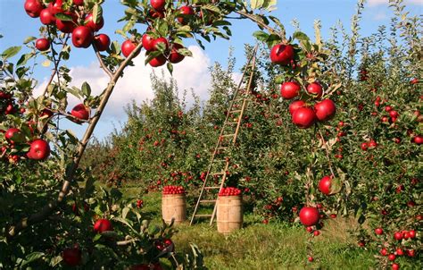 Cómo transformar tu jardín en una huerta orgánica » El Horticultor