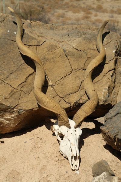 kudu skull - Google Search | Fox skull, Bone carving, Skull