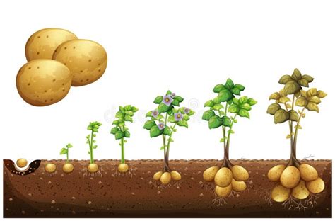 Potatoes Plant Growing Process from Seed To Ripe Vegetables. Infographic of Potato Growth Stages ...