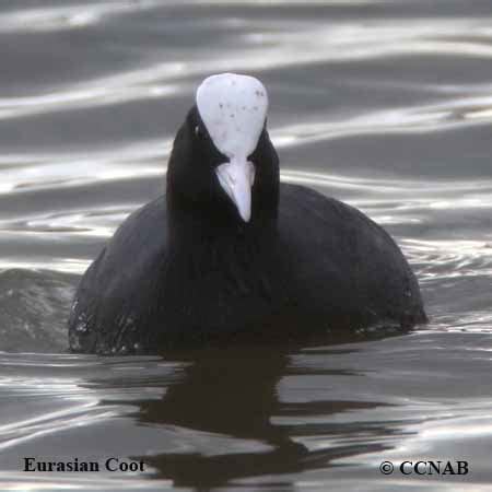 Eurasian Coot - North American Birds - Birds of North America