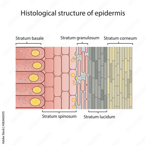 Histological structure of epidermis - skin layers shcematic vector illustration showing stratum ...