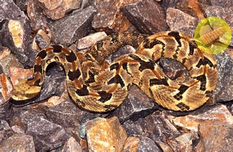 Timber Rattlesnake - Description, Habitat, Image, Diet, Interesting Facts