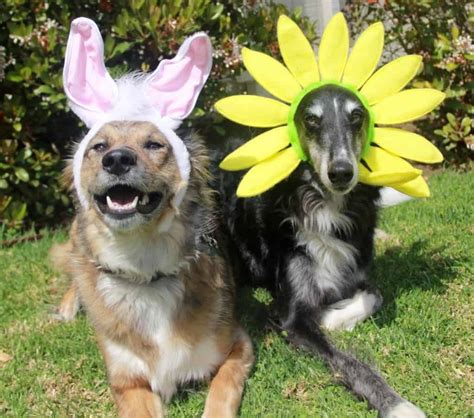 10 Hilarious And Adorable Pictures Of Animals Celebrating Easter