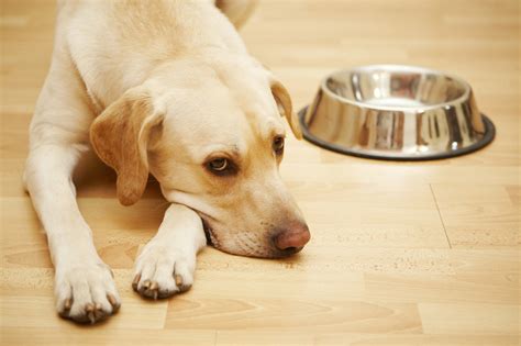 5 Signs Your Dog May Be Allergic to Grains | Best Grain Free Dog Food ...