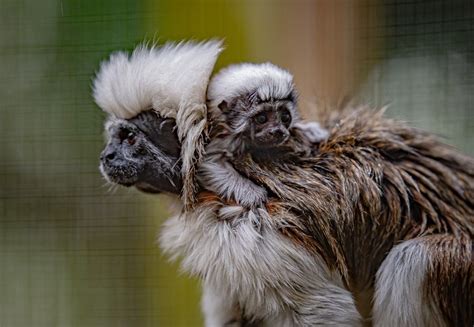 Newborn Critically Endangered Tamarin Has Serious Hair