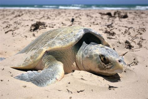 Kemp's ridley sea turtles - Padre Island National Seashore (U.S ...