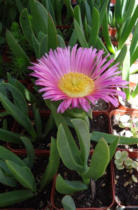 Trailing Succulent With Purple Flowers / Aptenia cordifolia 'Variegata' (Variegated Baby Sun ...