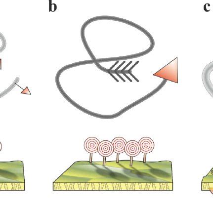 General principles of antimicrobial surfaces. | Download Scientific Diagram