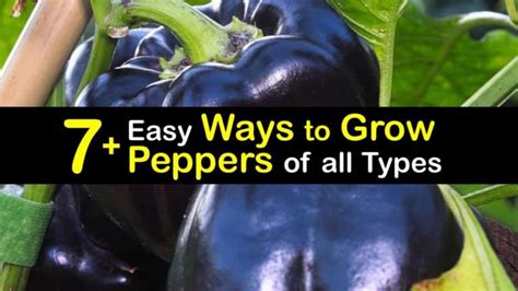 7+ Easy Ways to Grow Peppers of all Types