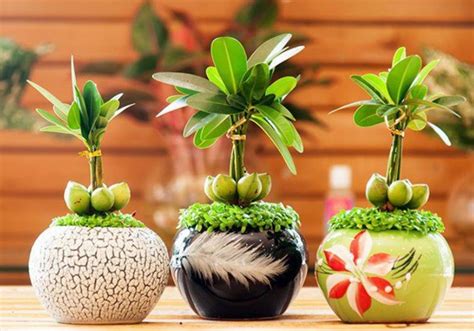 TOP 15 types of beautiful flower pots to grow indoors - Suck luck