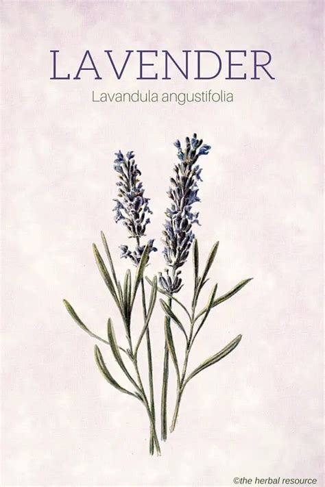 Lavender Herb Uses, Side Effects and Benefits