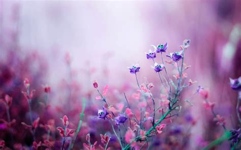 Download A Lavender Bouquet of Lush Pink and Purple Blooms Wallpaper | Wallpapers.com