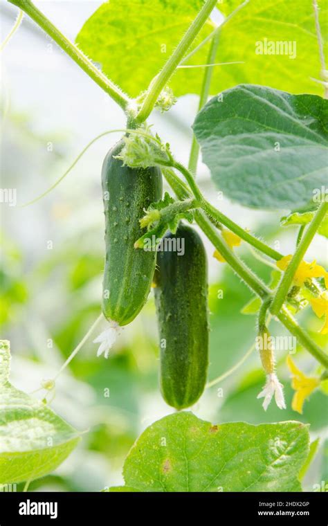 cucumber, gherkin, cucumber plant, cucumbers, gherkins Stock Photo - Alamy