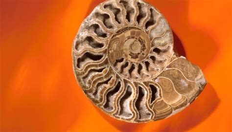 Types of Fossils & How They Are Formed | Sciencing