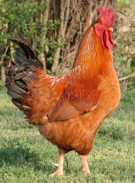 "Rhode Island Red Rooster" by connie campbell | Redbubble