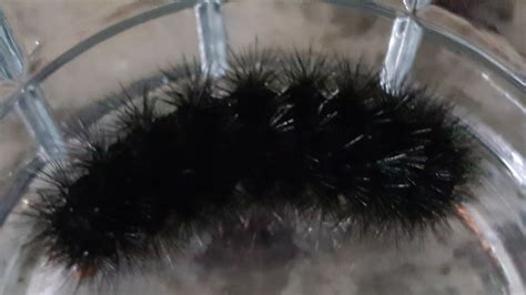 Wooly Bear Caterpillar