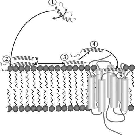 Detailed mechanism of receptor binding including membrane association ...