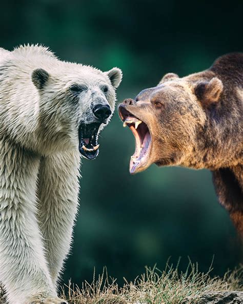 Polar Bear VS Grizzly Bear | polar bear | Who has the size advantage ...