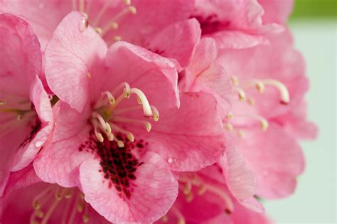 Pink Rhododendron Free Stock Photo - Public Domain Pictures