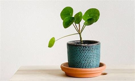 What Are The 6 Best Houseplants For Beginners?