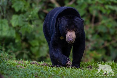 Wild Thailand - Fascination Wildlife