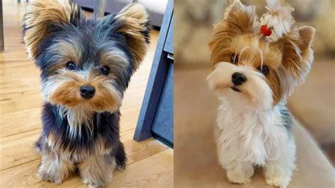 Yorkie Poo Dog | 12 Amazing Facts About Yorkie-poo