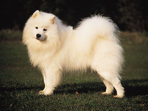 Are Samoyeds Used As Service Dogs