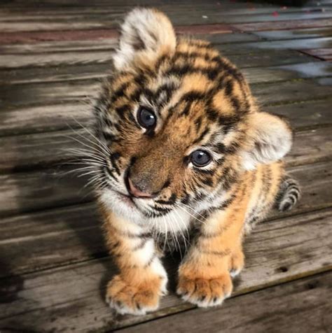 Baby tiger!!😍😄 Tag someone that should see this!👇⁣⁣⁣⁣⁣⁣⁣⁣⁣⁣⁣⁣⁣⁣⁣⁣⁣⁣⁣⁣ 📸 ...