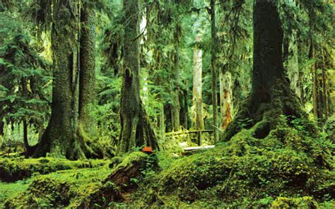 Hoh Rainforest | Washington State Wiki | Fandom