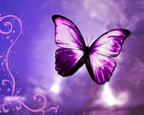 Purple Butterfly | Butterfly artwork, Purple butterfly wallpaper, Butterfly pictures