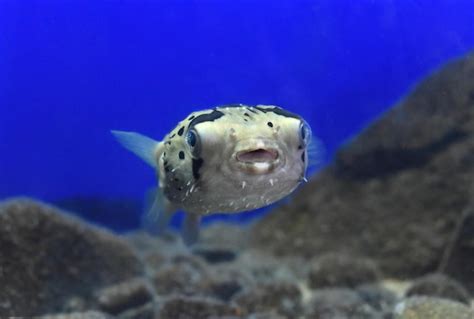 Premium Photo | Puffer fish in aquarium closeup