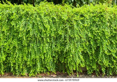 Phyllanthus Myrtifolius Stock Photo 673978969 | Shutterstock