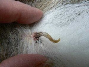 What Is a Cutaneous Horn on a Dog?