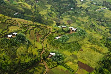 Ethiopia's Wild Coffee: 5 Reasons to See These Coffee Plantations