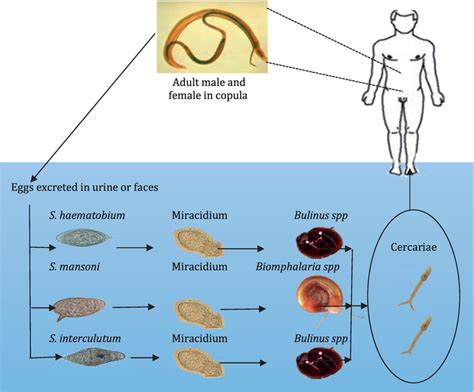 Schistosoma Haematobium Diagram