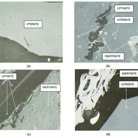 Maceral groups: (a) vitrinite; (b) liptinite and inertinite; (c ...