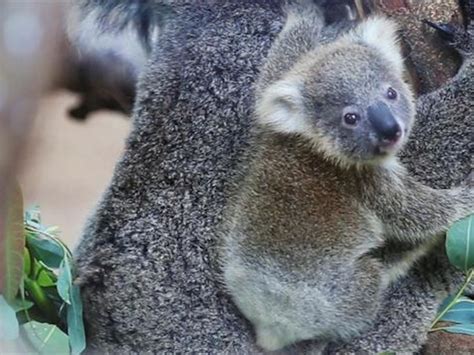 Australia Zoo Animals List