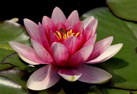 Plus de 400 000 images de Fleur De Lotus et de Lotus - Pixabay