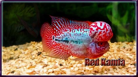 Malaysian Flower Horn Fish | Best Flower Site