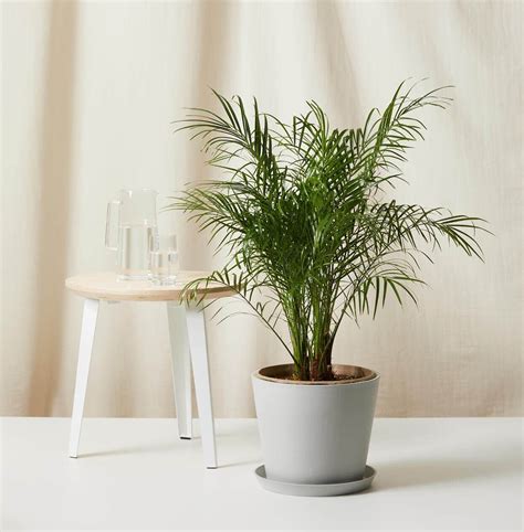 10 Best Indoor Palm Trees to Grow at Home - Petal Republic