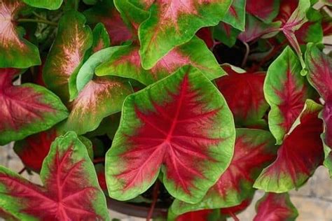 10 Houseplants With Red Leaves – Urban Garden Gal