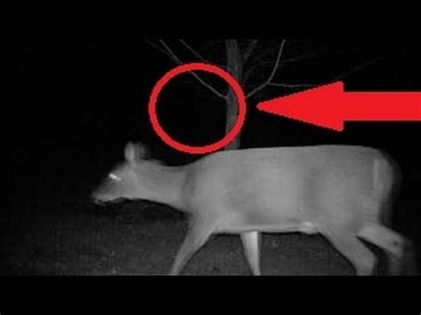 CHUPACABRA ATTACKS DEER! - YouTube