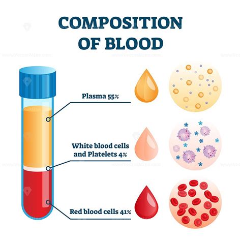 Composition of blood vector illustration - VectorMine