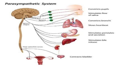 Parasympathomimetic drugs